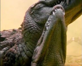 Крокодилы занимаются сексом, реальное порно рептилий