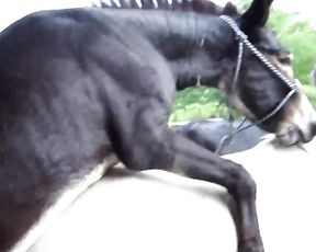 Маленький осел пристроился к лошади и отымел ее на камеру