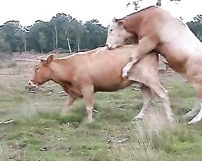 Пастух снимает на камеру, как бык трахает свое стадо коров