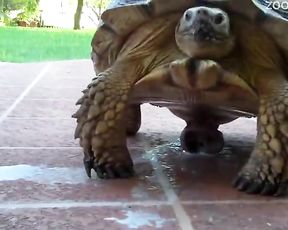 Большая черепаха мастурбирует о плитку и кончает, порно животными