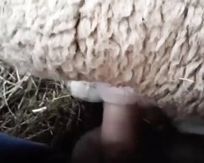 Парень с Кавказа трахает барана