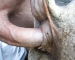 Парень ебёт козу в жопу. HD zoo porno video