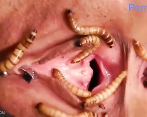 Личинки опарыши в пизде девушки, зоо видео извращение