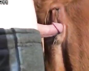 Мужчина поимел корову, зоо секс с животным